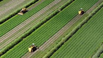 The University of Florida is re-envisioning the future of farming, with a little help from artificial intelligence.