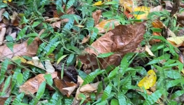 One TikTok user's shared a “hiking PSA” about an invasive plant: the Wavyleaf Basketgrass.