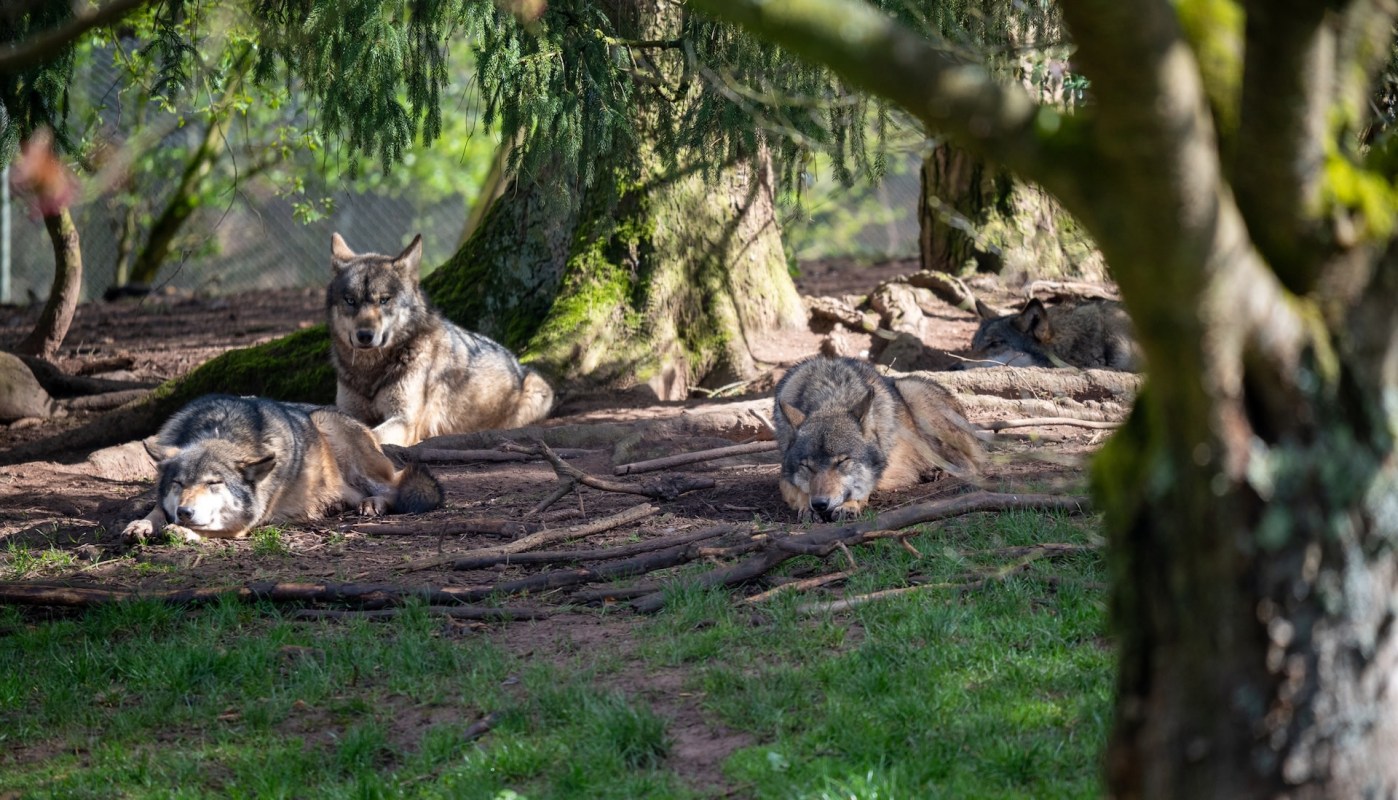 An alarming viral video shows an apparently unsuspecting Yellowstone visitor provocatively using pepper spray on a curious wolf.