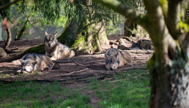 An alarming viral video shows an apparently unsuspecting Yellowstone visitor provocatively using pepper spray on a curious wolf.