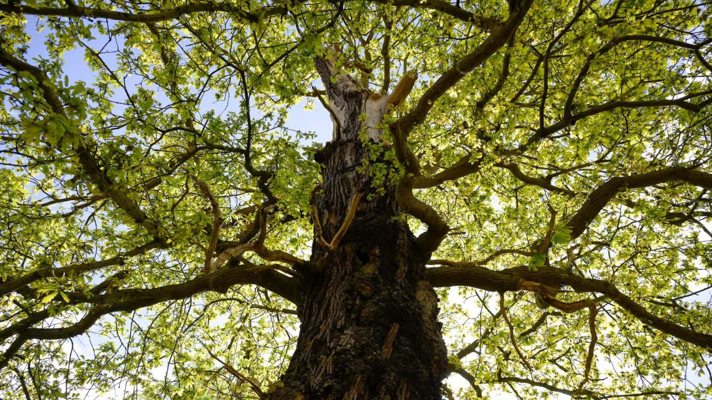 Researchers discovered that trees affected by acute oak decline are enticing a beetle species that create further damage.