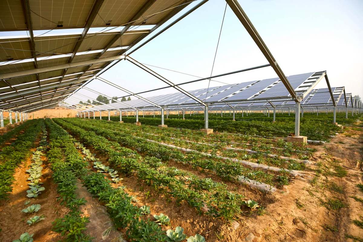 One of the key challenges of agrivoltaic projects has been limiting the impact of shade on plant growth and energy production. 