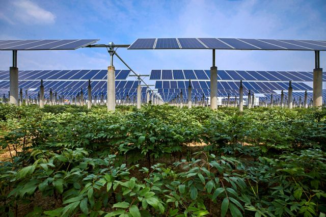 Growing food alongside solar arrays in an agrivoltaic system can help maximize the productivity of a given plot of land.