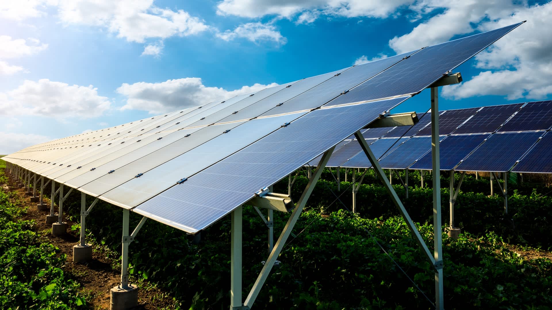 Researchers make groundbreaking discovery about workers growing crops under solar panels: 'Nobody … was talking about it'