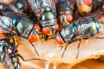 New research from the Max Planck Institute for Chemical Ecology found that elevated ozone levels caused by air pollution inhibit mating among flies.
