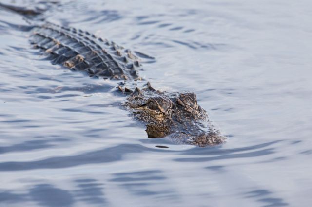 Officials launched an investigation after an alligator was spotted in a local river — not in Florida or Louisiana, but in Massachusetts.