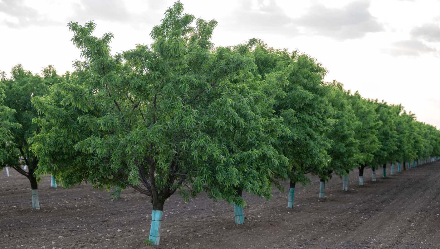 Portugal is the second-largest almond producer in Europe. But unusually heavy rain and cold weather in March devastated the harvest.