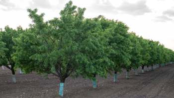 Portugal is the second-largest almond producer in Europe. But unusually heavy rain and cold weather in March devastated the harvest.