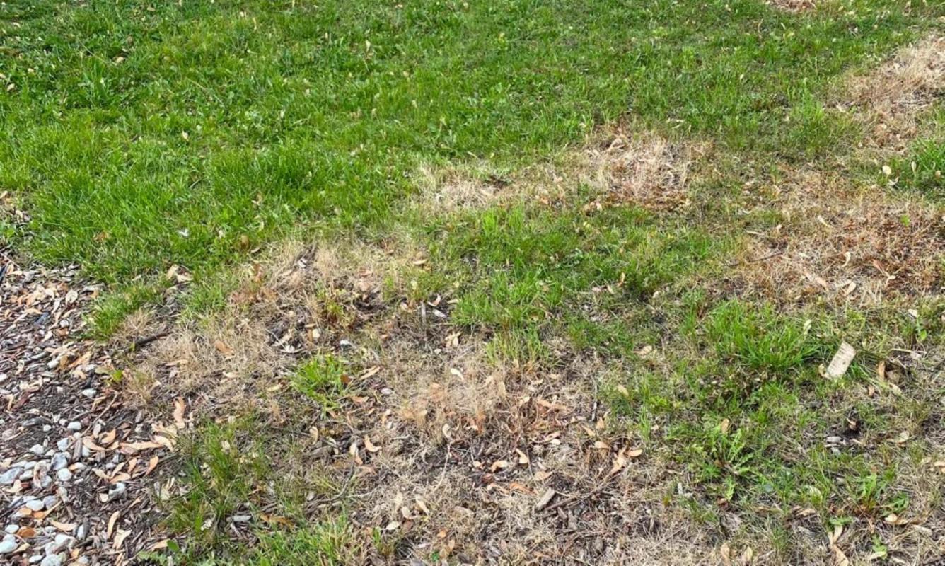 One Reddit user accidentally killed their lawn after using weed killer and reached out for help on the r/lawncare subreddit.