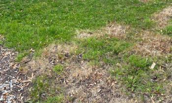 One Reddit user accidentally killed their lawn after using weed killer and reached out for help on the r/lawncare subreddit.