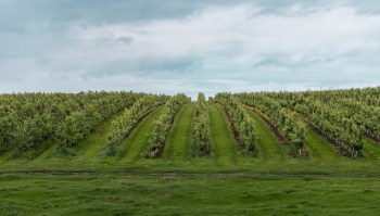 Farmers and lawmakers are pushing for financial support for those affected in the apple industry.