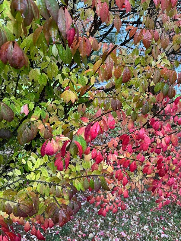 A homeowner in upstate New York turned to Reddit for help after discovering five different burning bushes in their backyard.