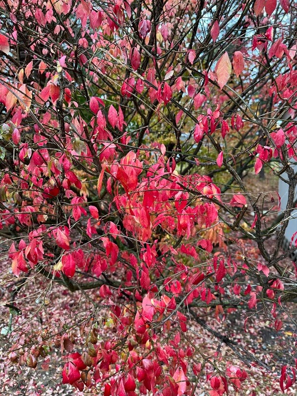 A homeowner in upstate New York turned to Reddit for help after discovering five different burning bushes in their backyard.