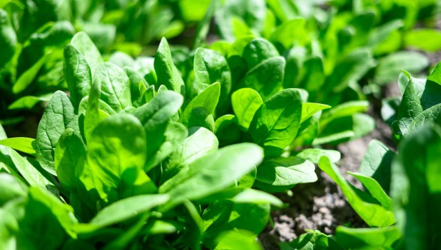 One homeowner was surprised to find an armadillo burrowing in her yard.