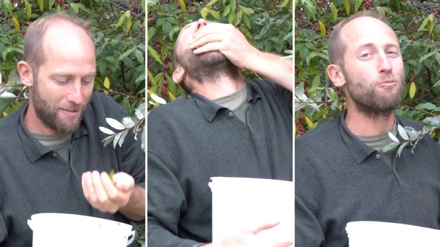 One man in Connecticut is revealing how easy it is to forage autumn olive berries — for free.