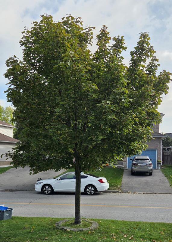 One Reddit user shared a photo of a questionable landscaping project, triggering an educational conversation with arborists.