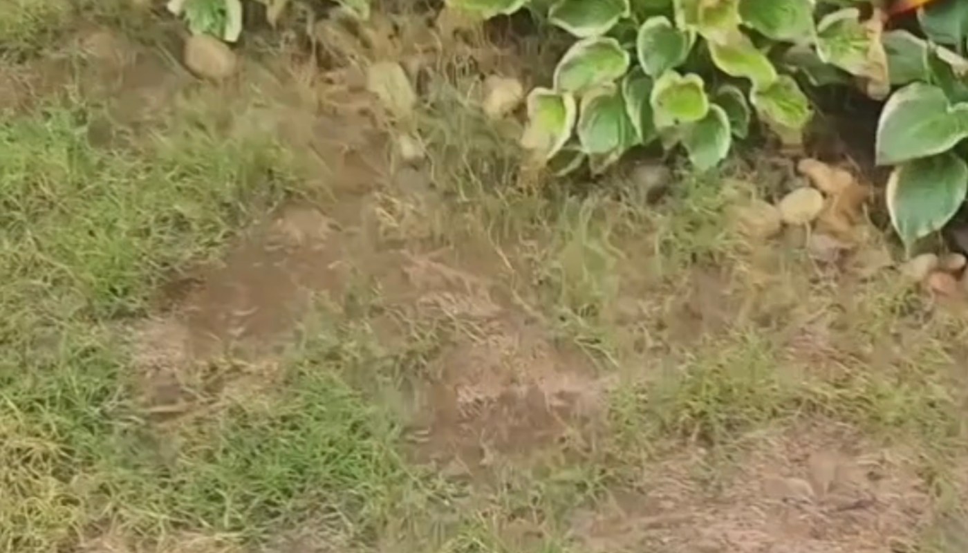 One TikTok user explained how he dug a simple, natural swale to prevent his sister's backyard from flooding.