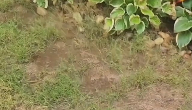 One TikTok user explained how he dug a simple, natural swale to prevent his sister's backyard from flooding.