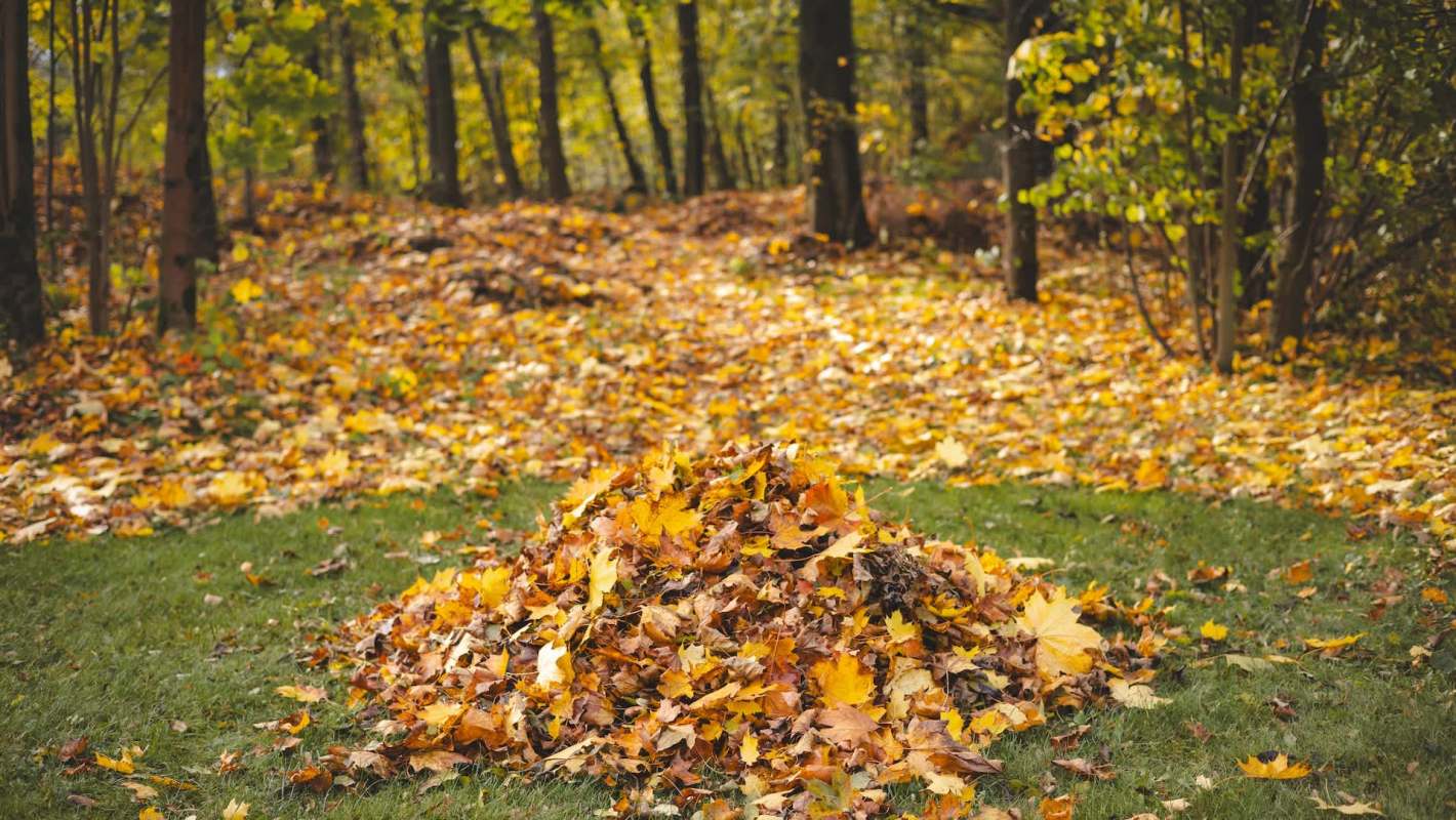 A viral TikTok shows a male deer lounging in a backyard.