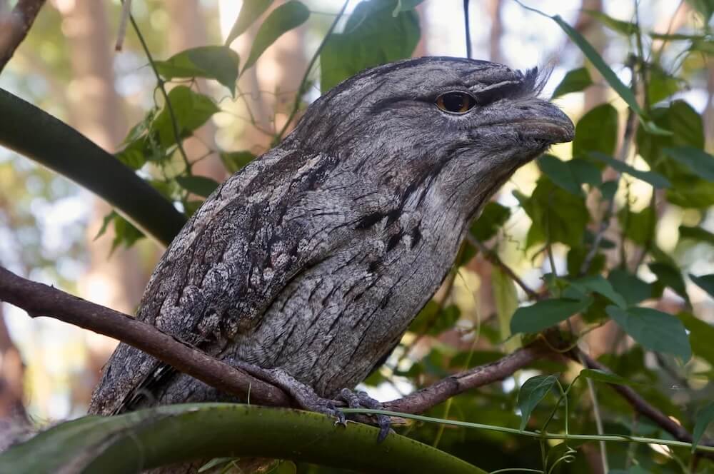 One gardener was startled to suddenly lock eyes with a tawny frogmouth, cleverly disguised as a tree branch.