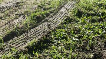 One homeowner shared their bad-neighbor story to the r/neighborsfromhell subreddit, revealing how destructive the older man next door was.