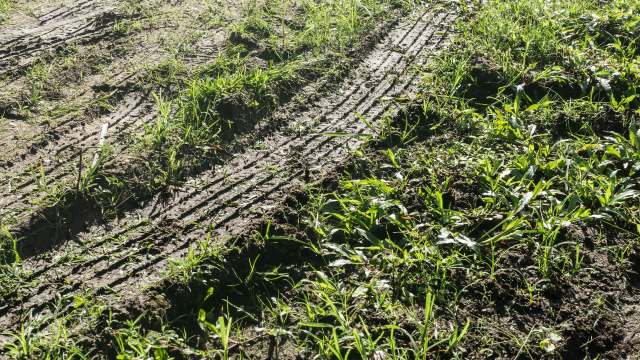 One homeowner shared their bad-neighbor story to the r/neighborsfromhell subreddit, revealing how destructive the older man next door was.