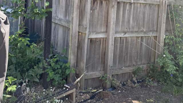 Homeowners are up in arms after a Reddit post detailed their battle with a neighbor's invasive bamboo.