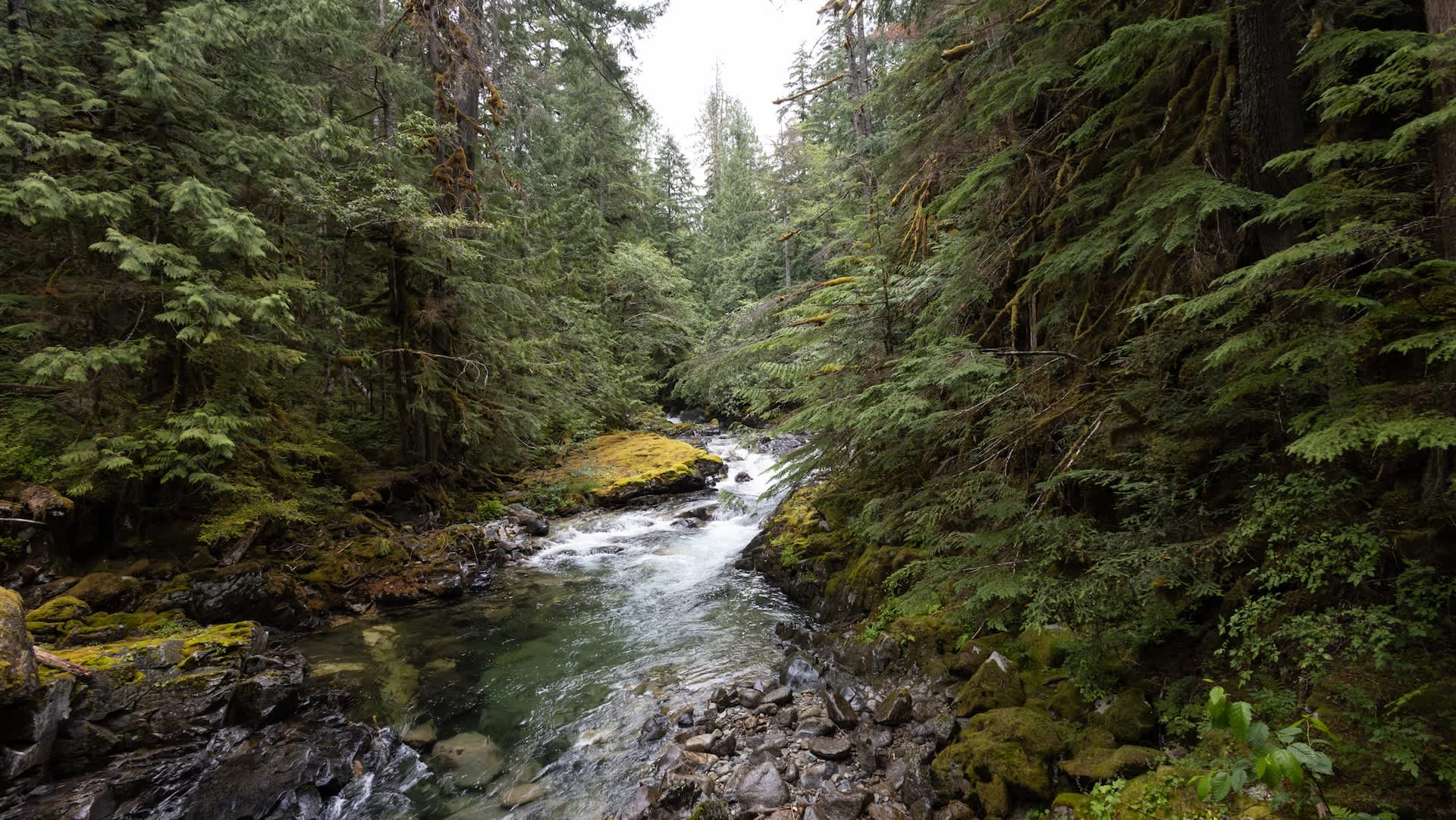 Researchers issue warning after noticing concerning trend in US predator's behavior: 'Detrimental impacts'