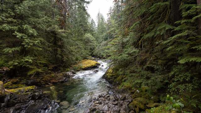 A study by the University of Wisconsin-Madison found that barred owl migration is negatively impacting protected species in the U.S.
