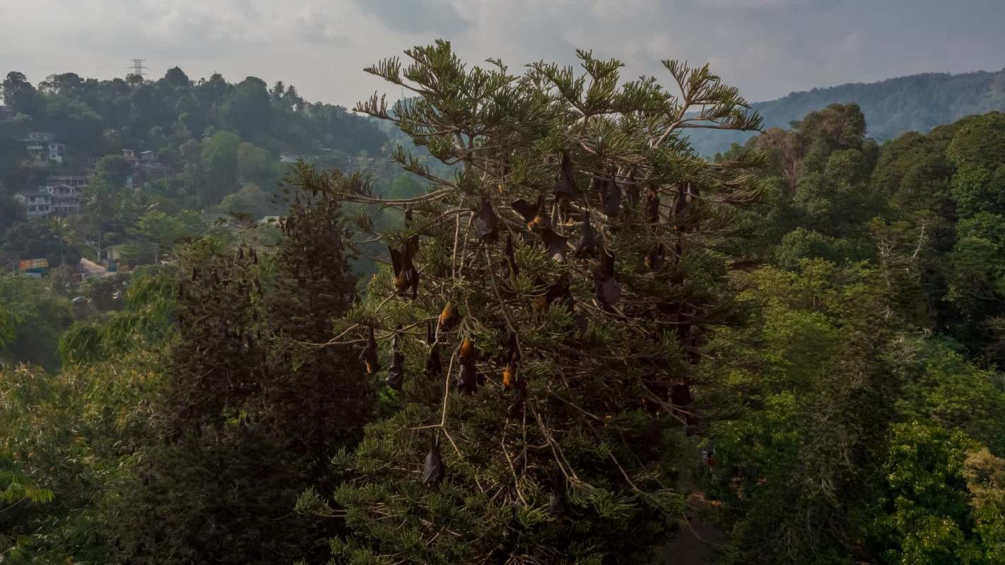 Invasive brown rats are attacking the winter hibernation sites of native bats in Northern Germany.