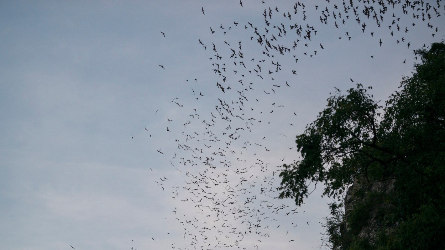 One wildlife rehabilitator is helping safeguard bat species through rehabilitation and conservation initiatives.