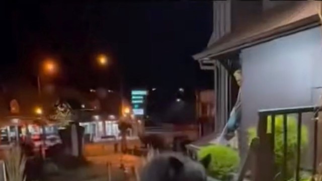 If a bear approaches you, you’re not a Disney princess — it's hungry, and your safety is in danger.