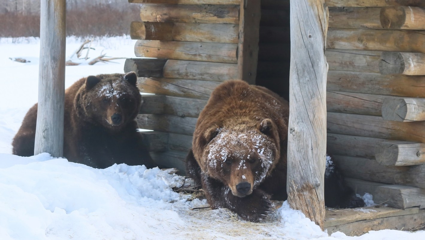 An older couple living in the Lake Tahoe area of Nevada discovered a bear in their garage in an encounter that sent both residents to the hospital.