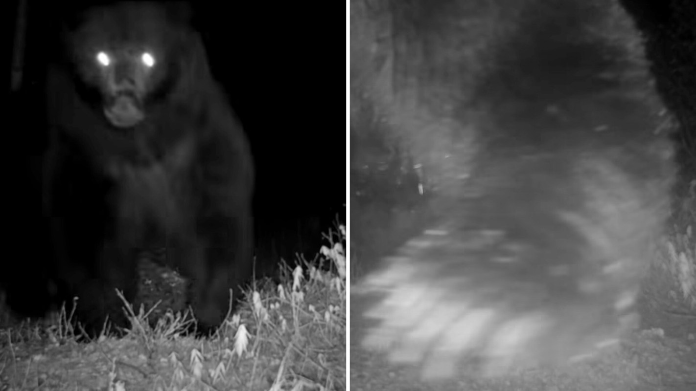 Trail cameras are a valuable tool for researchers, but this video of a grizzly bear shows how they can also be disruptive.