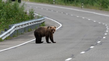 A post from an Instagrammer showed a group of tourists who'd stepped out of their cars to surround and photograph a bear and its cubs.