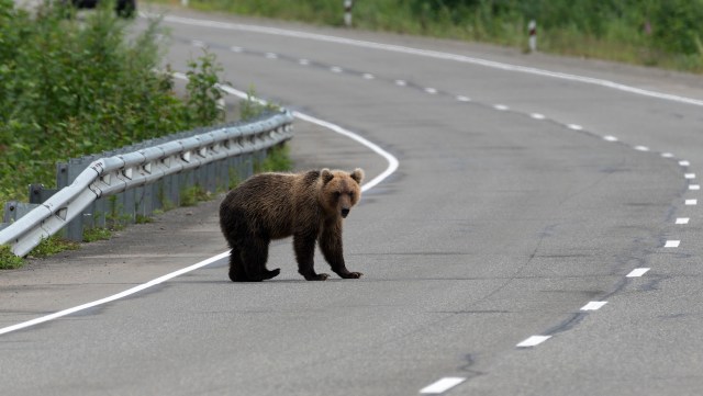 A post from an Instagrammer showed a group of tourists who'd stepped out of their cars to surround and photograph a bear and its cubs.