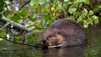 Beaver wetlands are better for certain pollinators than human-made ponds, a new study finds.
