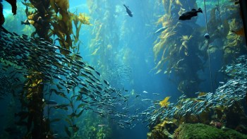 Scientists are learning about benthic amphipod crustaceans to better understand the effects of climate change on the deep ocean.