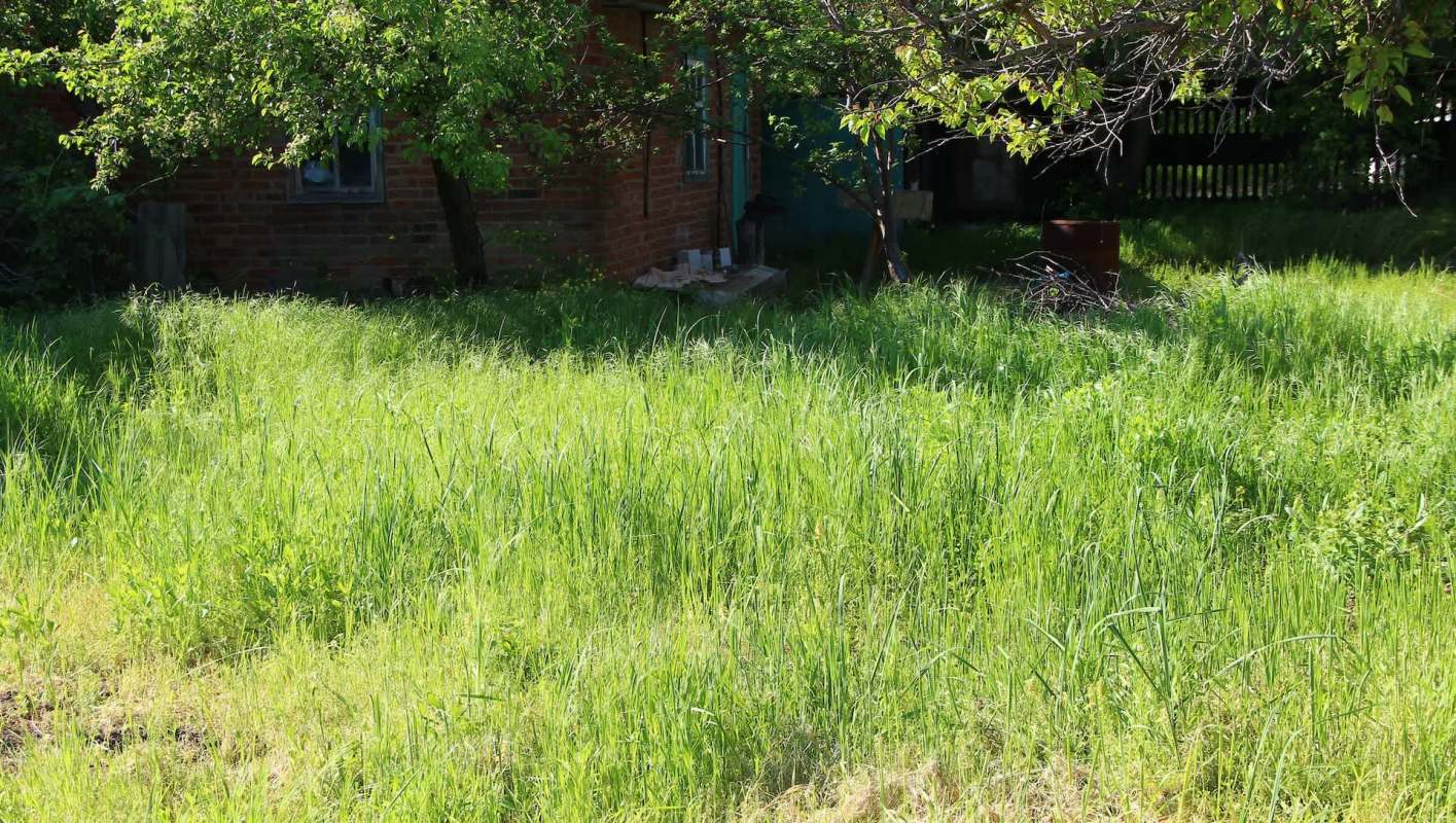 Bindweed is an invasive plant species that's native to Europe and Asia. It's a common garden nuisance that spreads fast and is tough to get rid of.