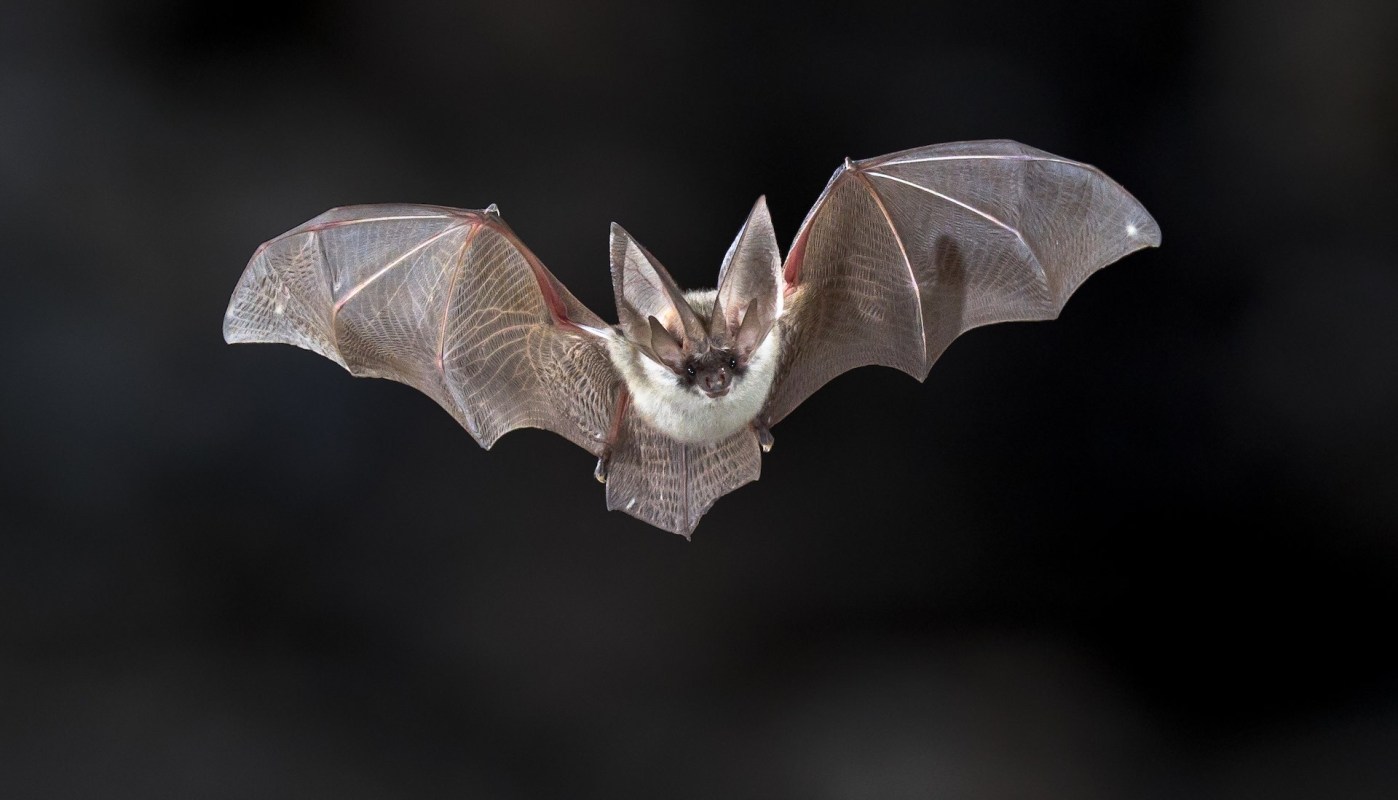 A new study has found that six North American bat species can glow under ultraviolet light.