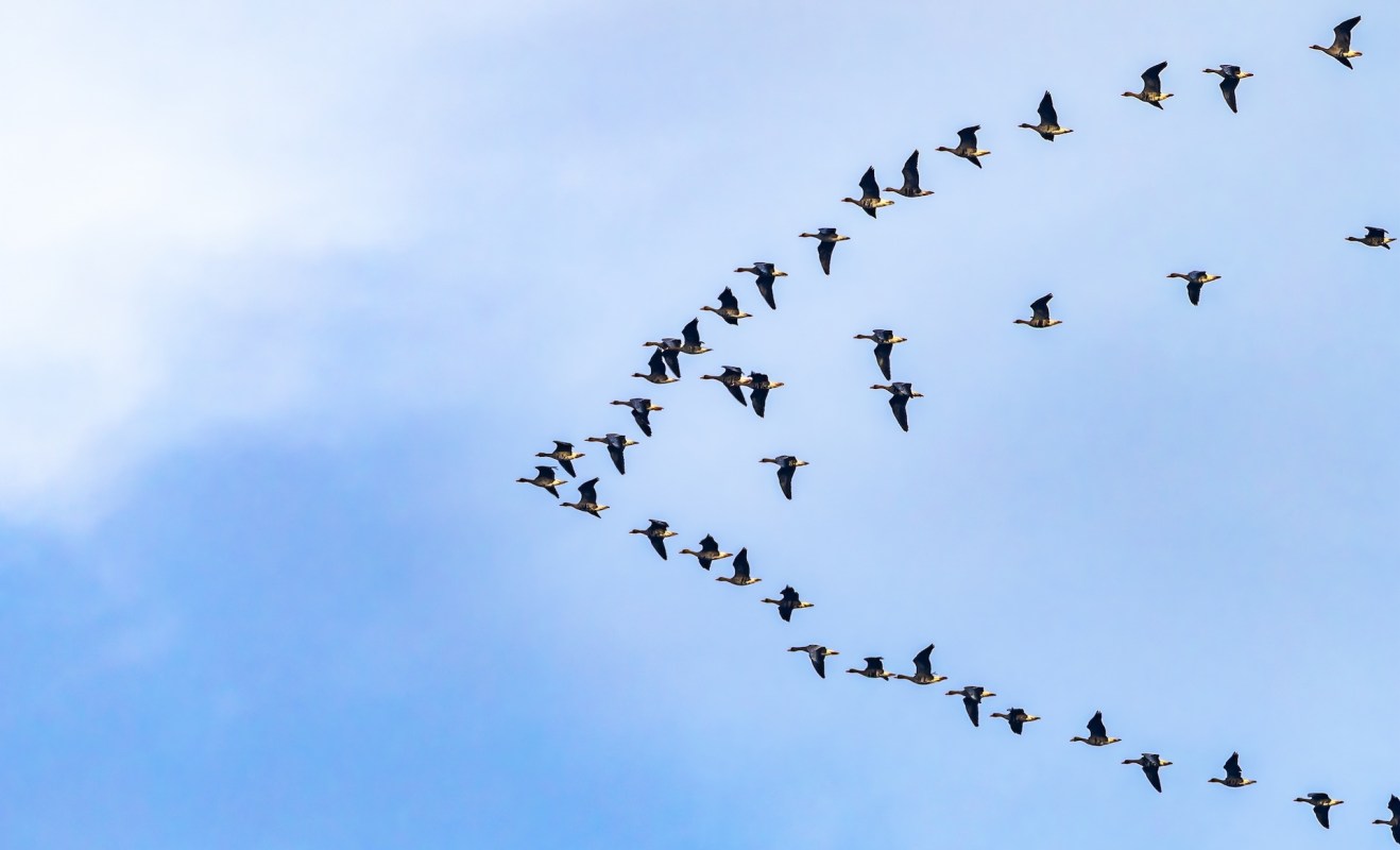 Arctic-breeding birds are incredibly resourceful, but the current rate of Arctic warming is going to test their limits.