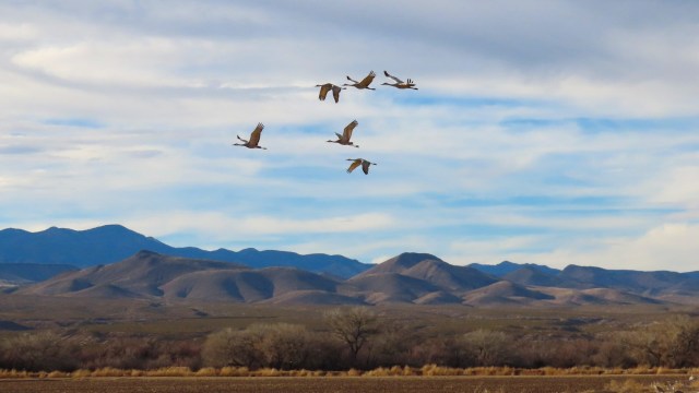 Massive flocks of geese and cranes may soon avoid the American Southwest entirely as the region's water scarcity worsens.