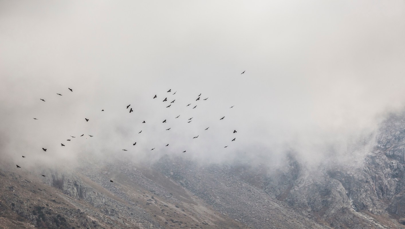 Birds are moving higher up on European mountains to avoid rising temperatures — here's why it's a problem.