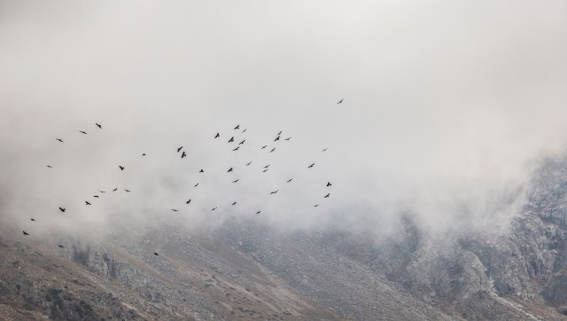 Birds are moving higher up on European mountains to avoid rising temperatures — here's why it's a problem.