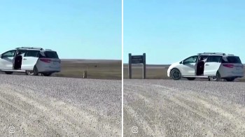 An Instagram reel showcased a group of tourists crowding a wild bison as it walked past their parked cars.