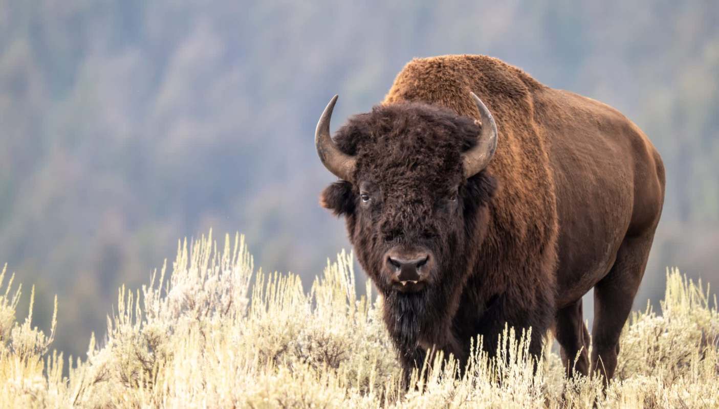 A TikTok video shows a woman getting hurt while trying to pet a bison, offering a painful lesson for everyone.