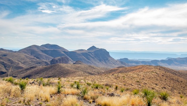 Trail cameras have documented an unexpected rise in black bears in West Texas.