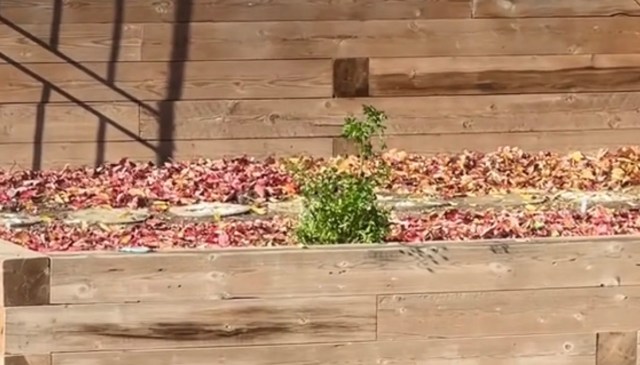 A TikTok user shared a stunning video of a black fox taking its time walking through their backyard.