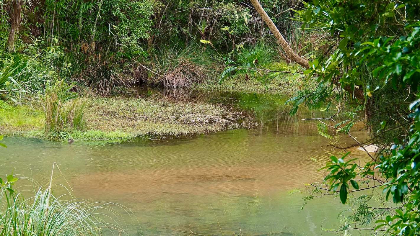 Conservation efforts for the black mudfish have been ramped up following the discovery of two previously unknown populations of the threatened species.
