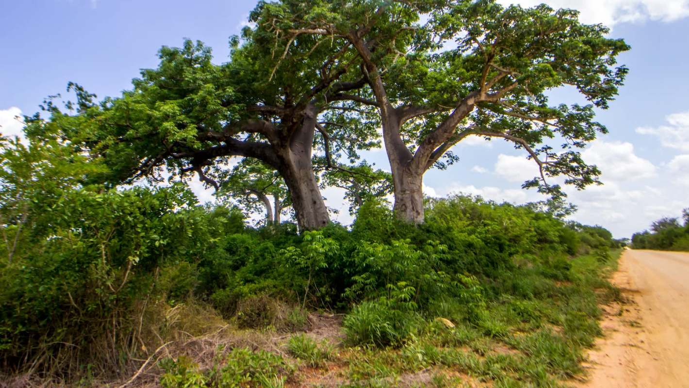 The blue-tailed sandveld lizard, or bluetail scrub lizard, was spotted by researchers from the Endangered Wildlife Trust after not being seen for more than half a century.